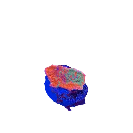 Graft Montipora Frag