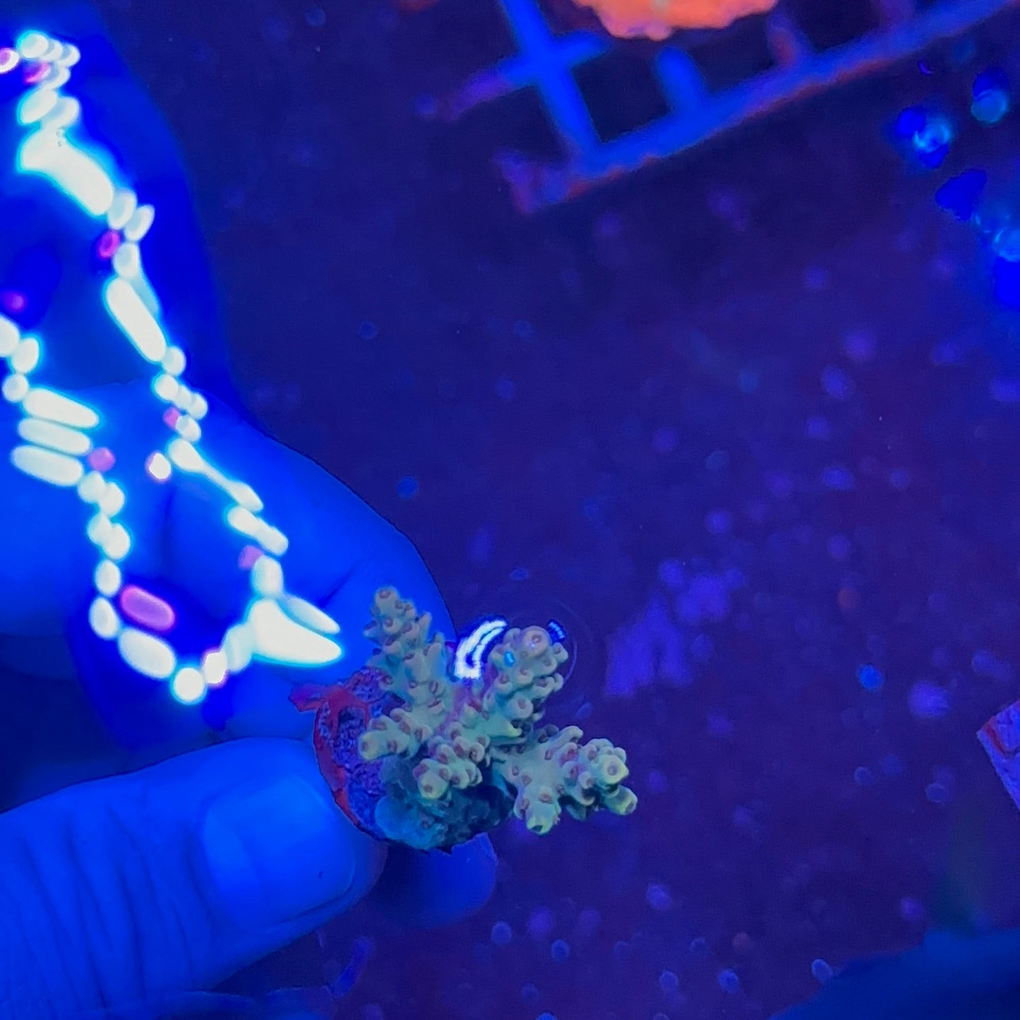 Acrapora Sp. Frag