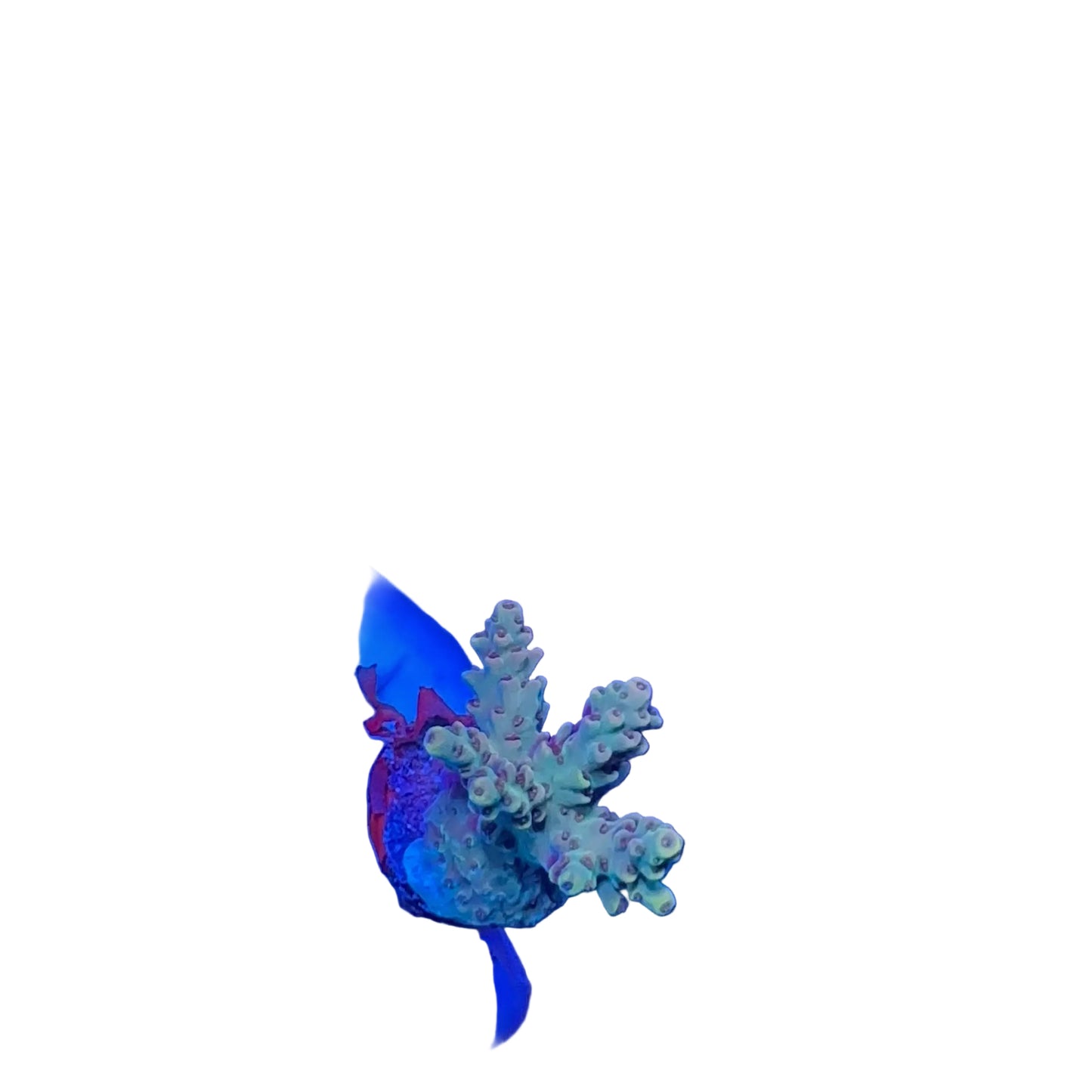 Acrapora Sp. Frag
