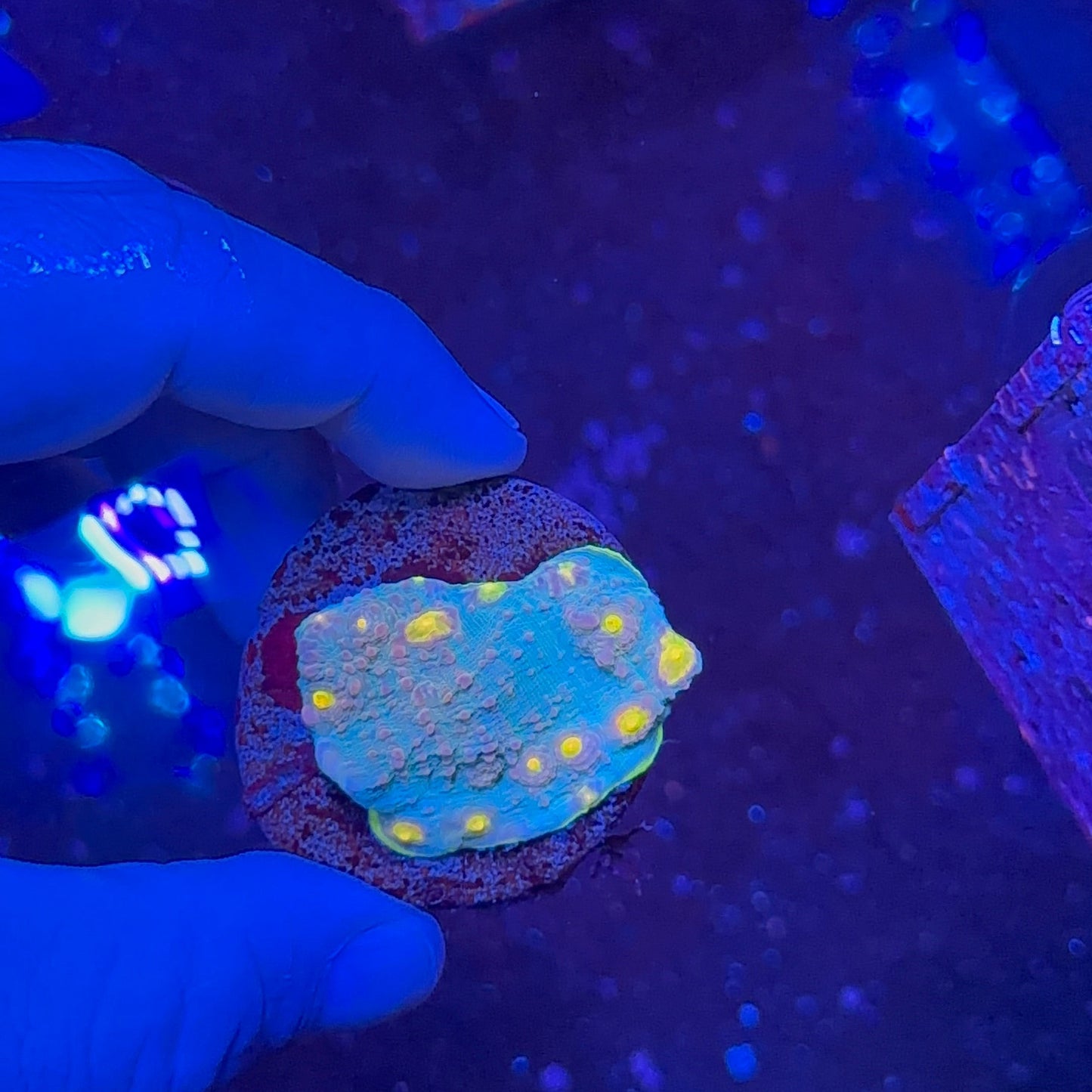 Chalice Multicolor Frag