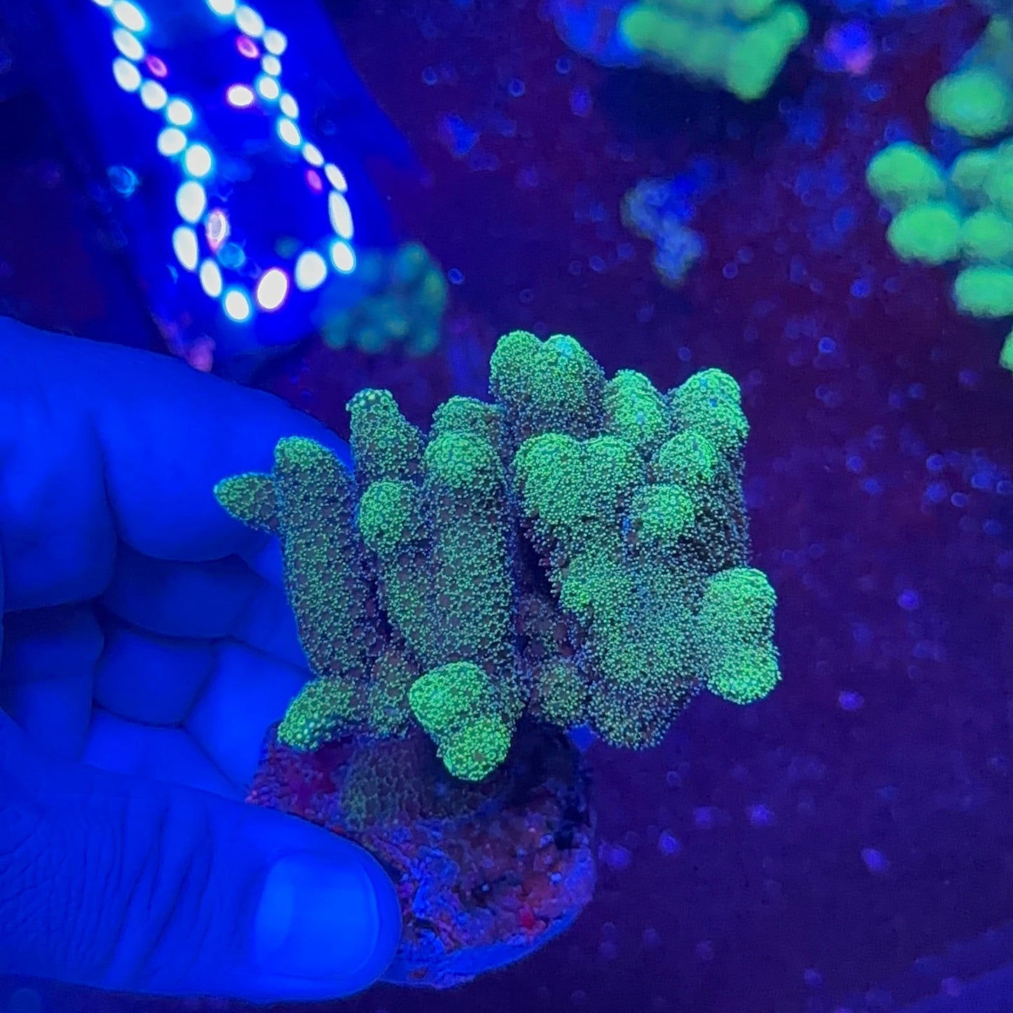 Stylophora Coral