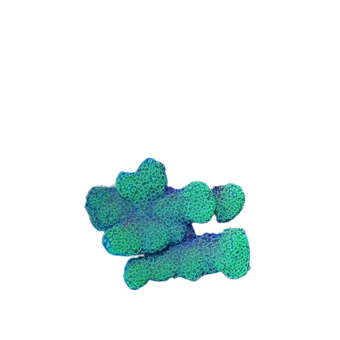 Stylophora Coral