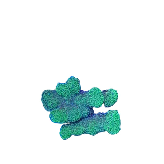 Stylophora Coral