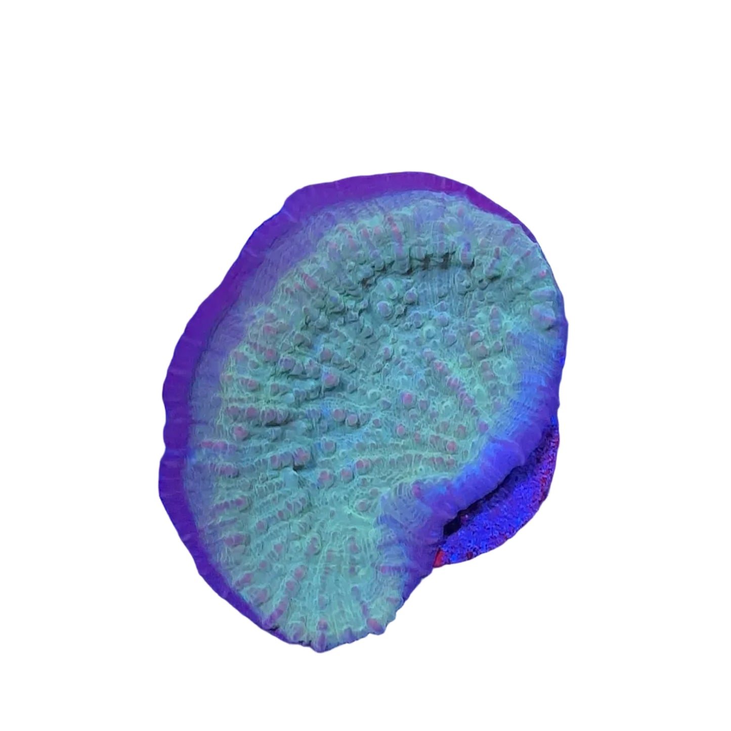Chalice Frag