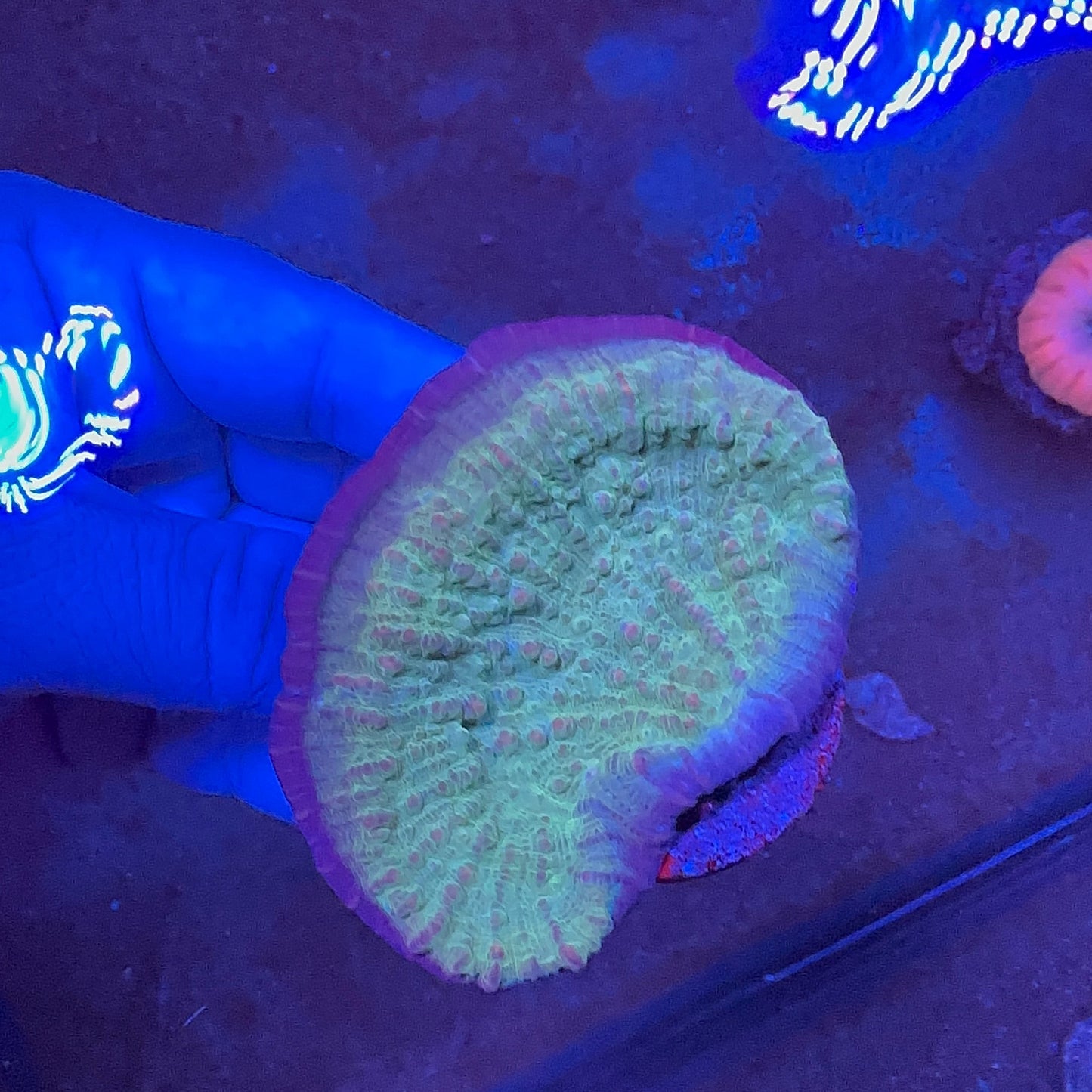 Chalice Frag