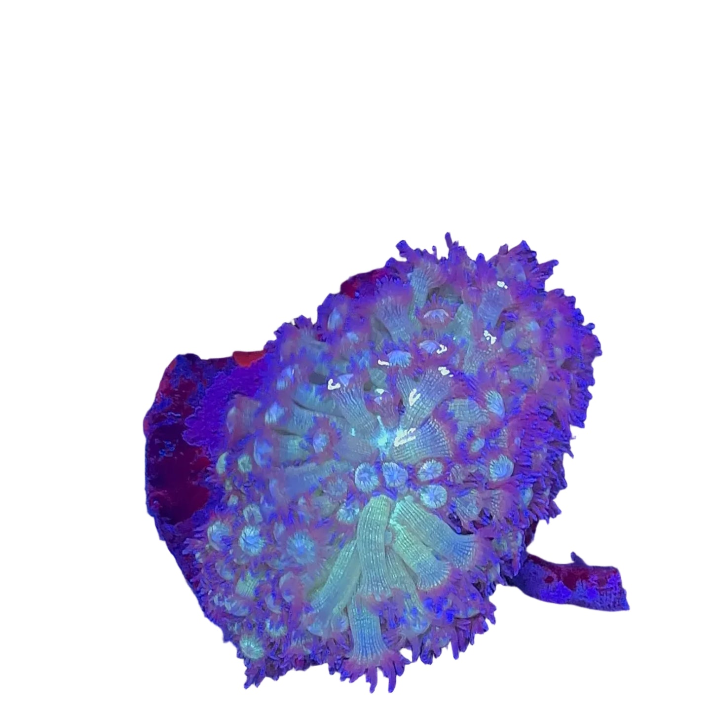 Glitter Goniopora
