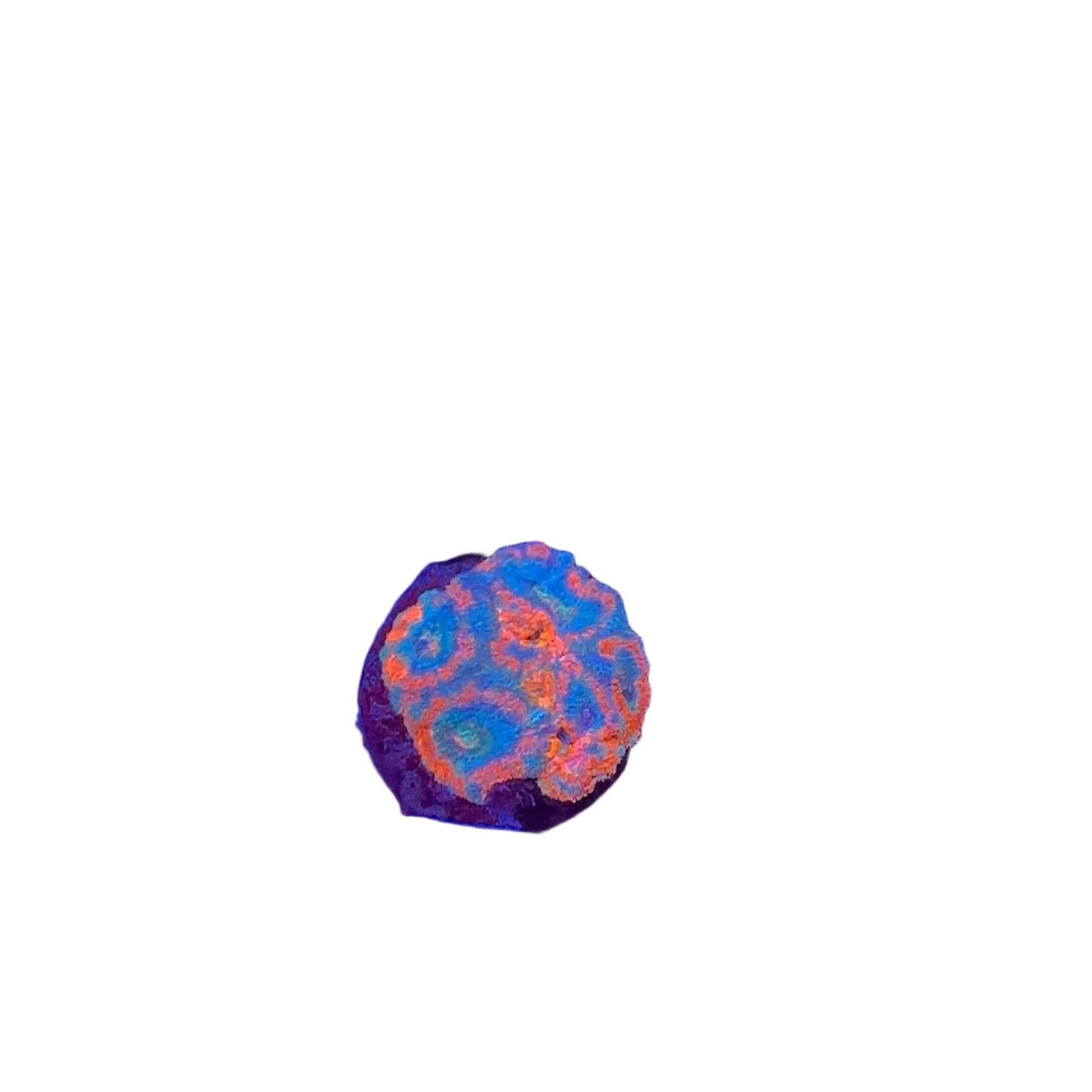 Acanlord Frag