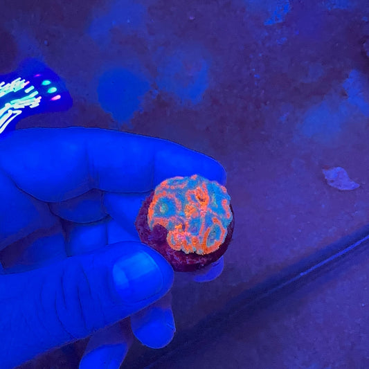 Acanlord Frag
