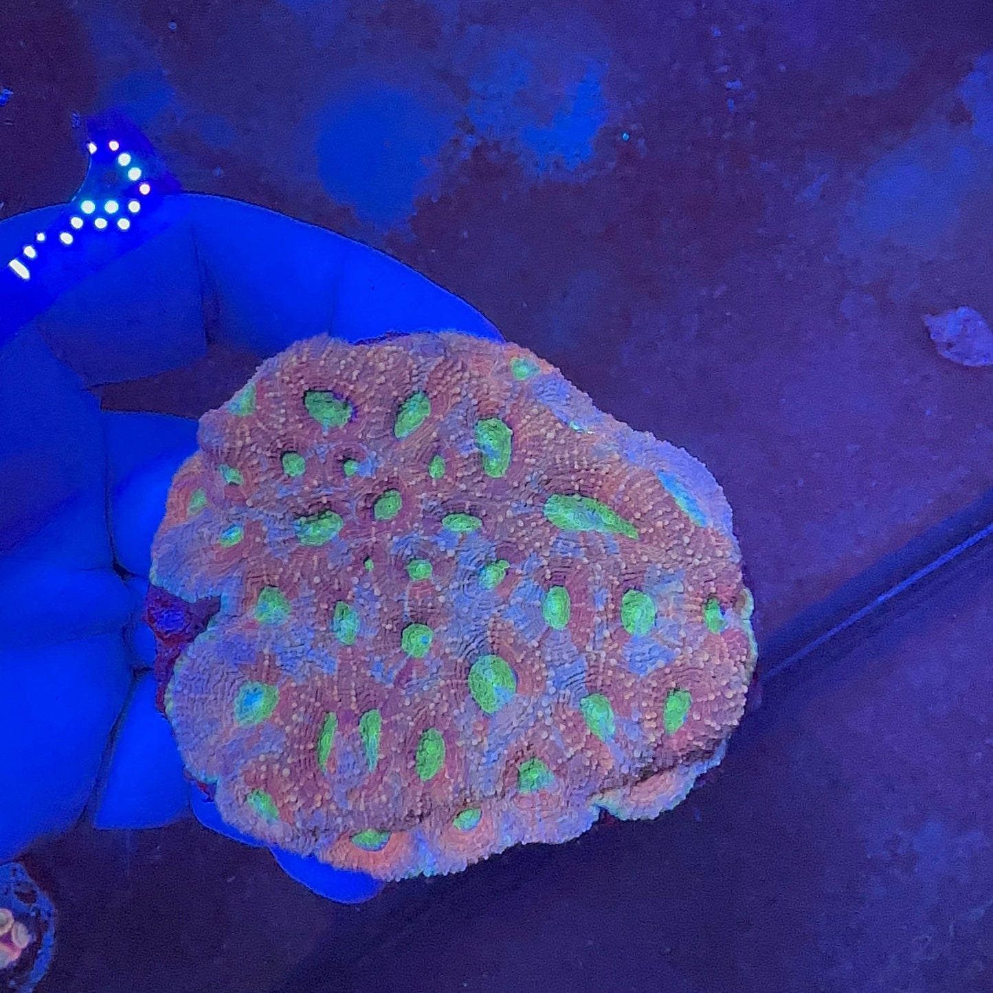 Favia Coral