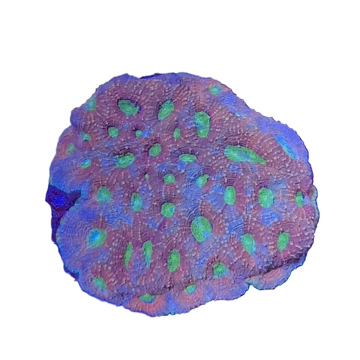 Favia Coral