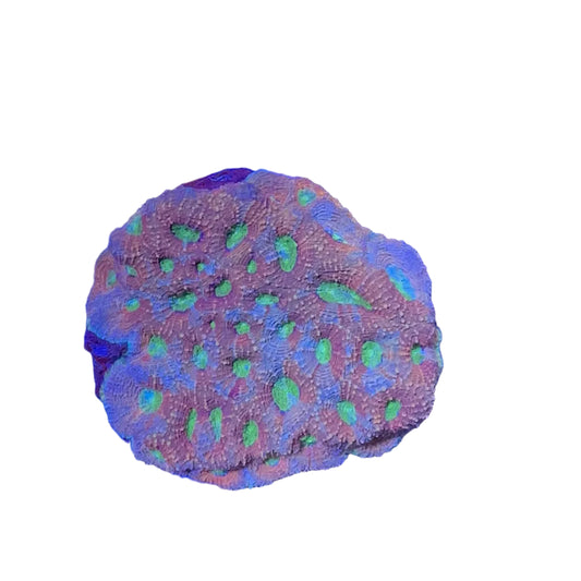 Favia Coral