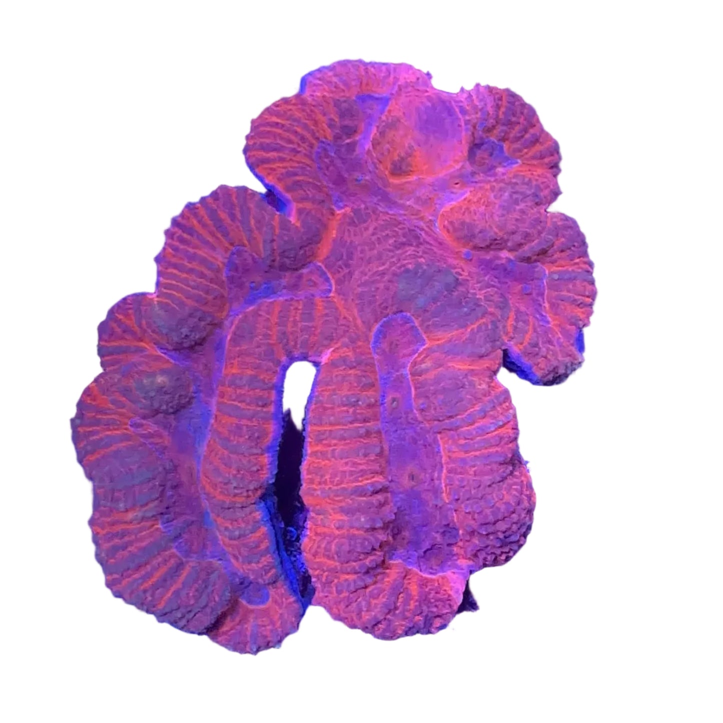 Symphyllia Coral RED