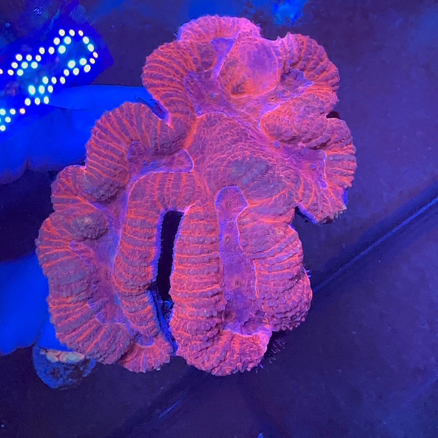 Symphyllia Coral RED