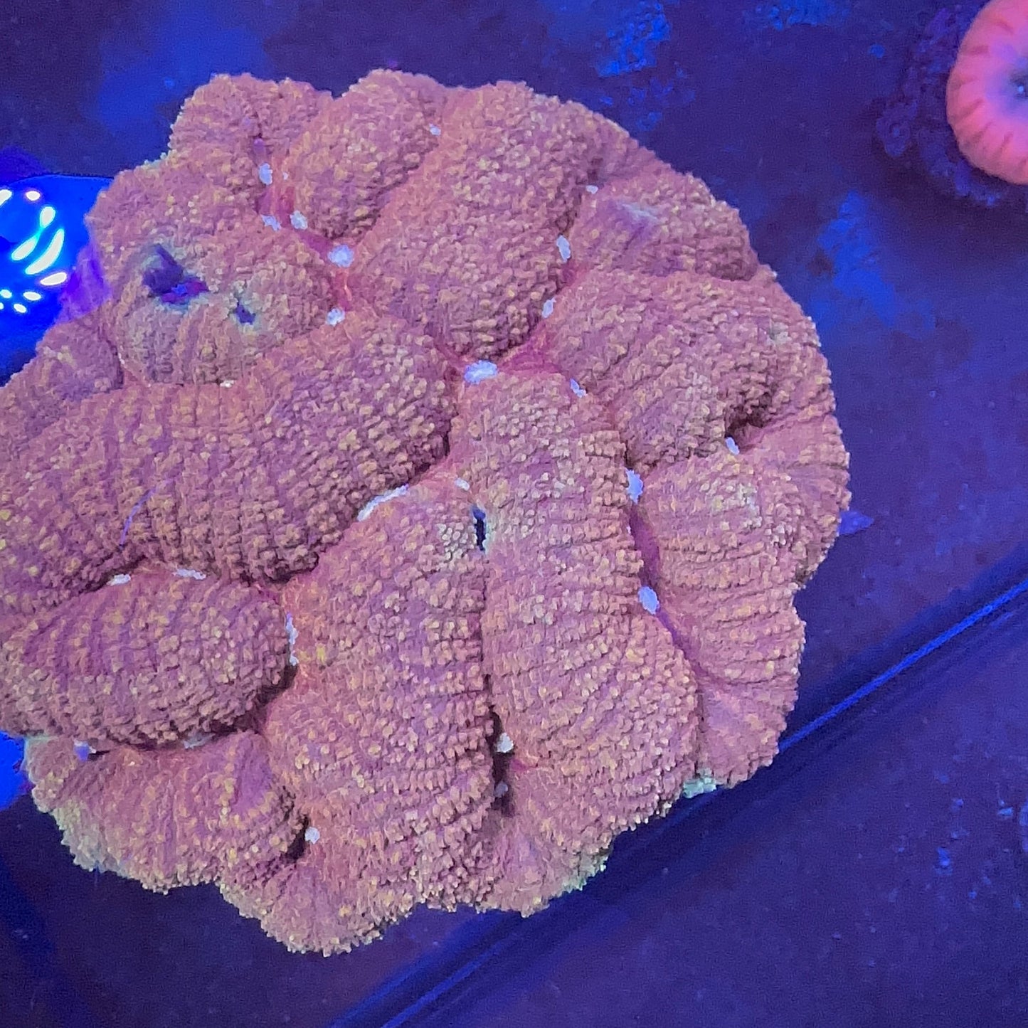 Symphyllia Coral