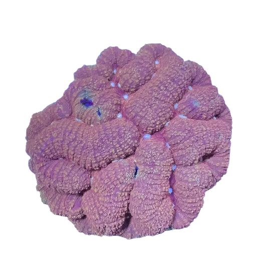 Symphyllia Coral