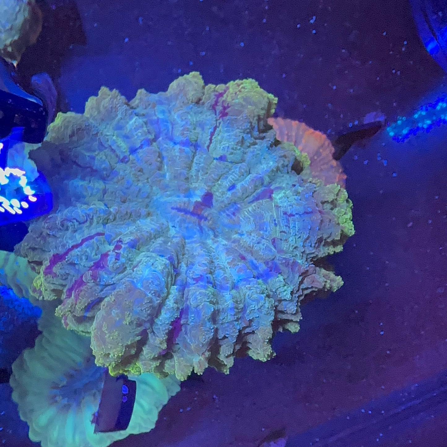 Acanthophyllia Coral (Donut)