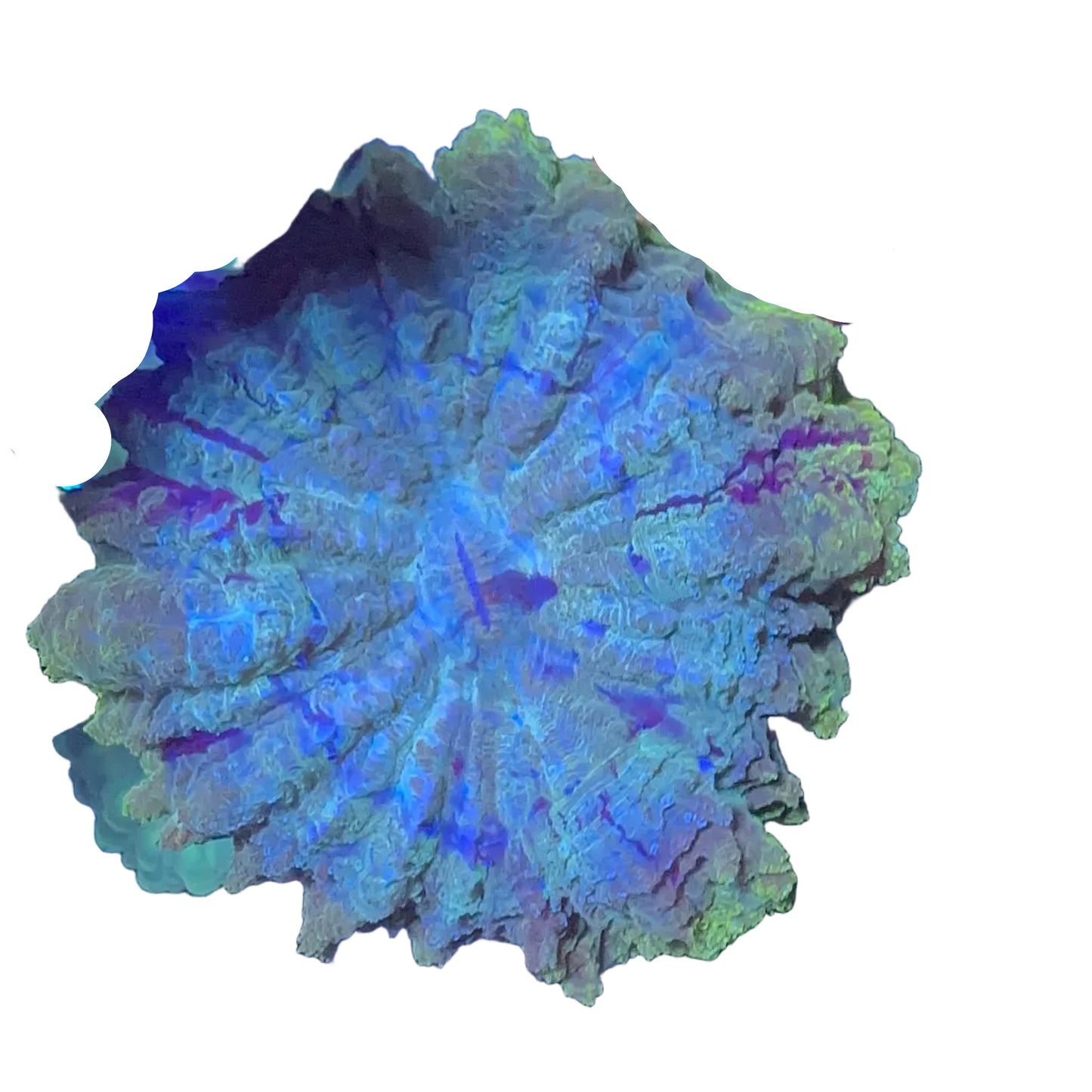 Acanthophyllia Coral (Donut)