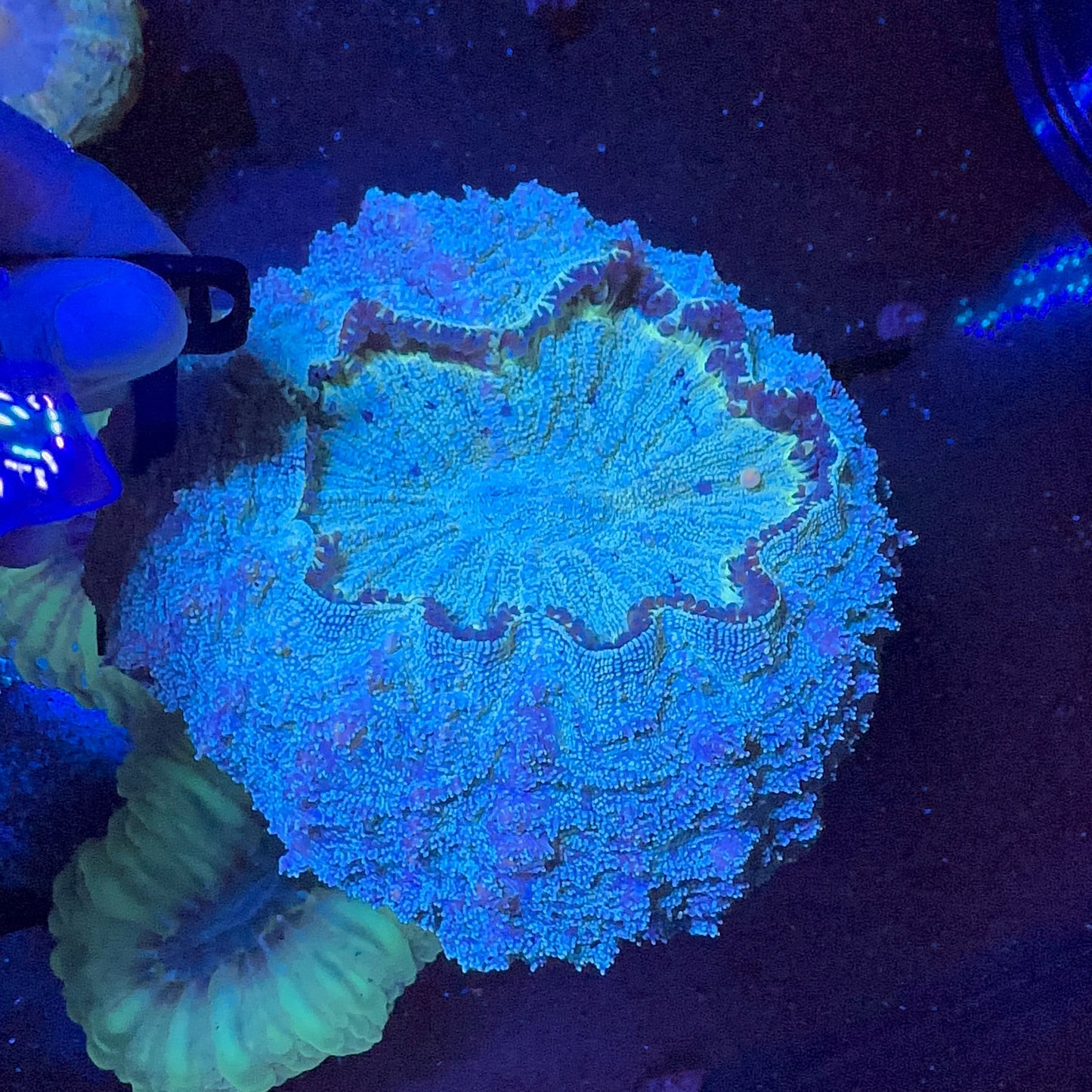 Acanthophyllia Coral (Donut)