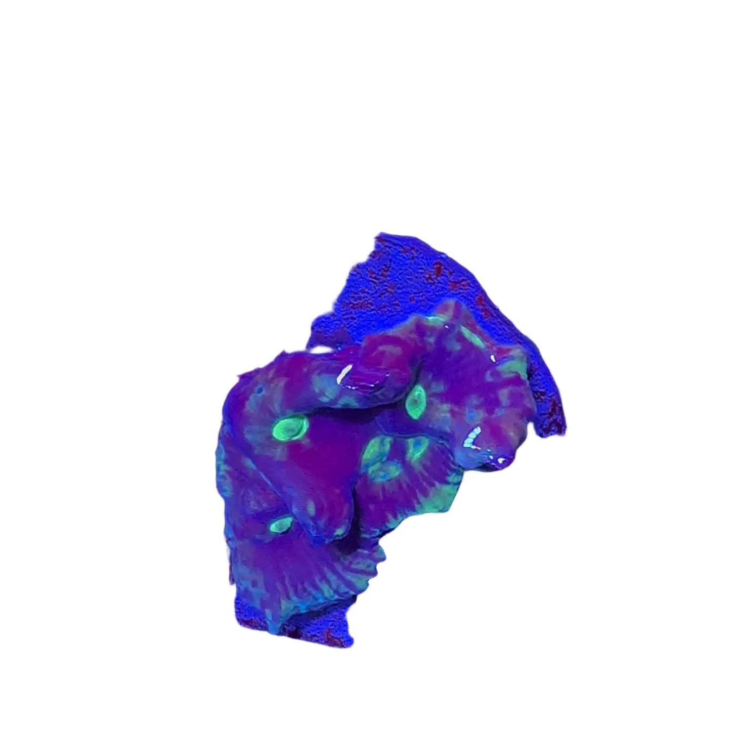 Pectinia Coral Frag