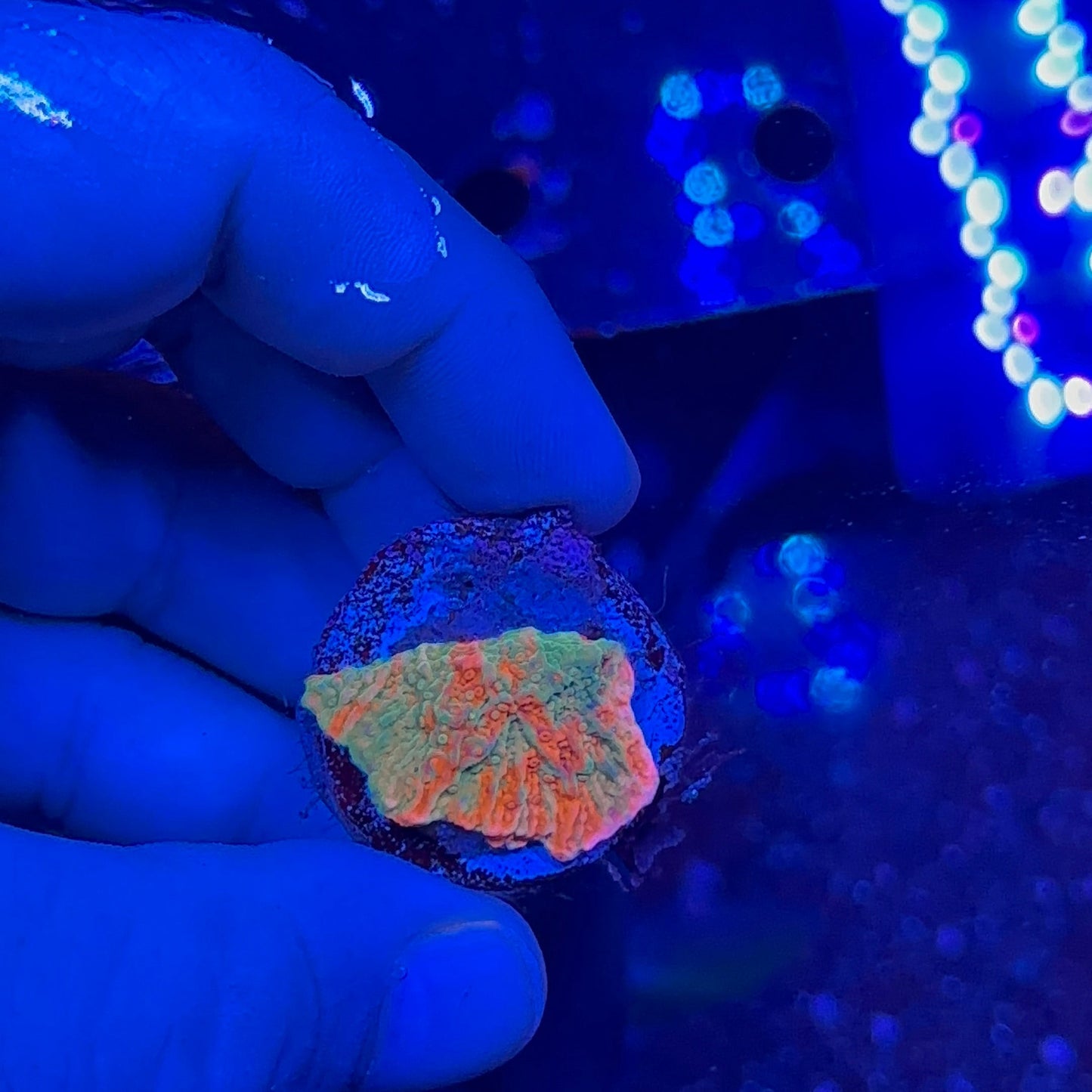 Graft Montipora Frag