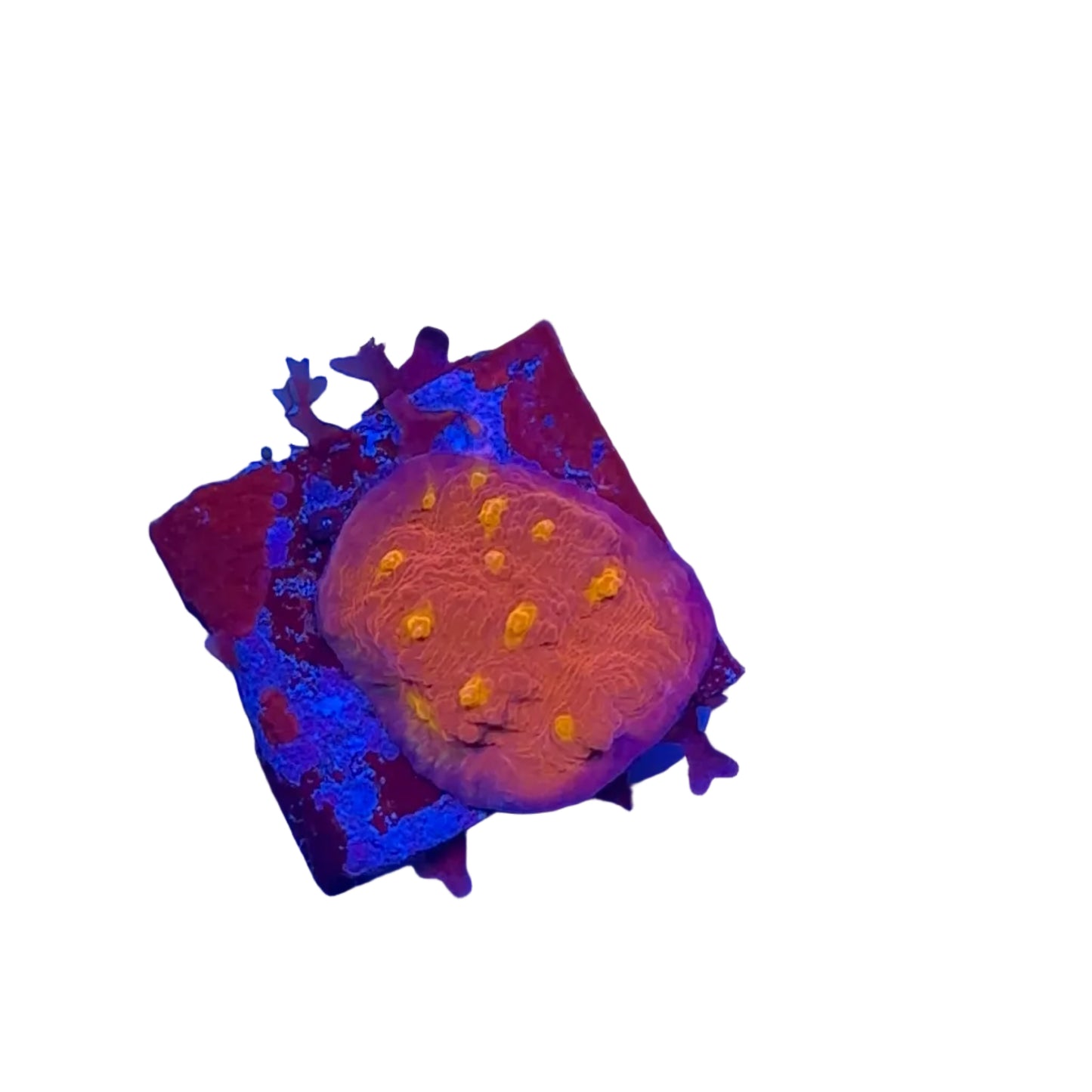 Golden Eyes Chalice Frag
