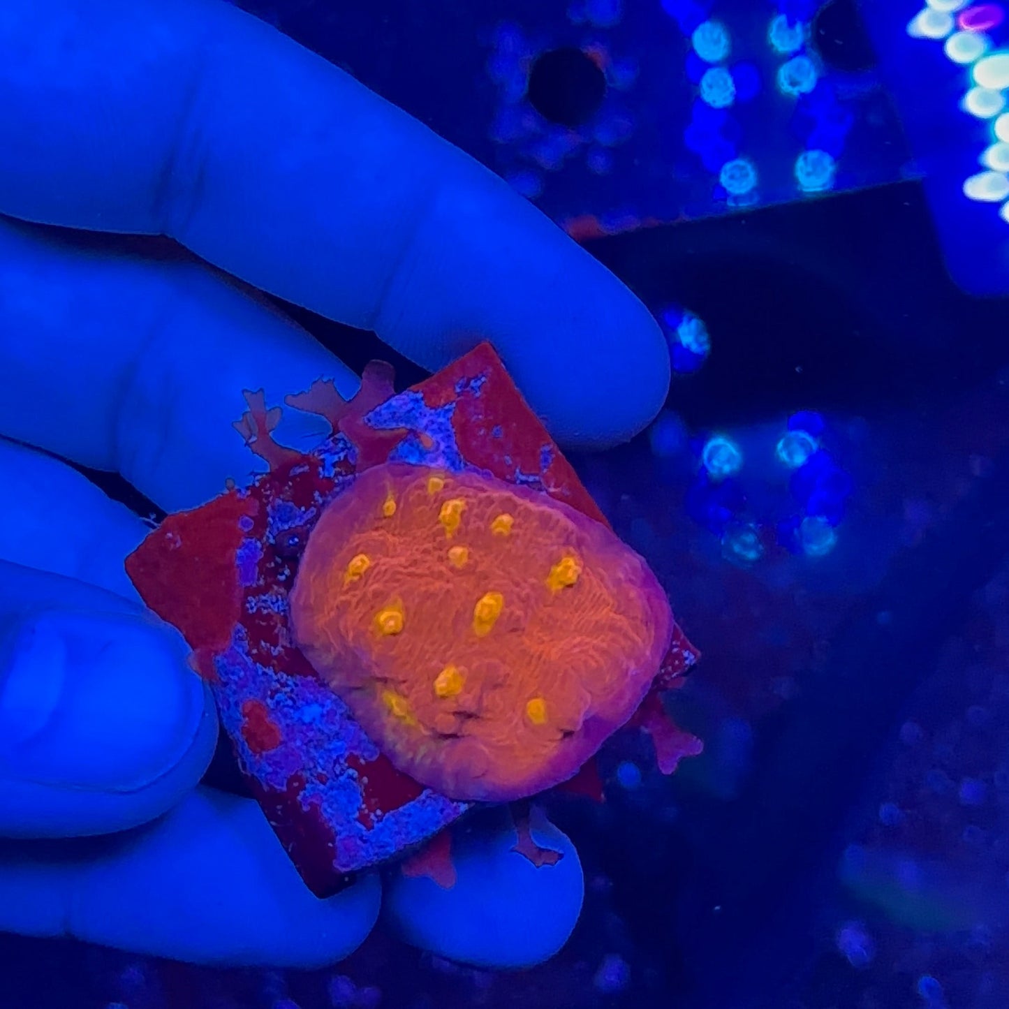 Golden Eyes Chalice Frag