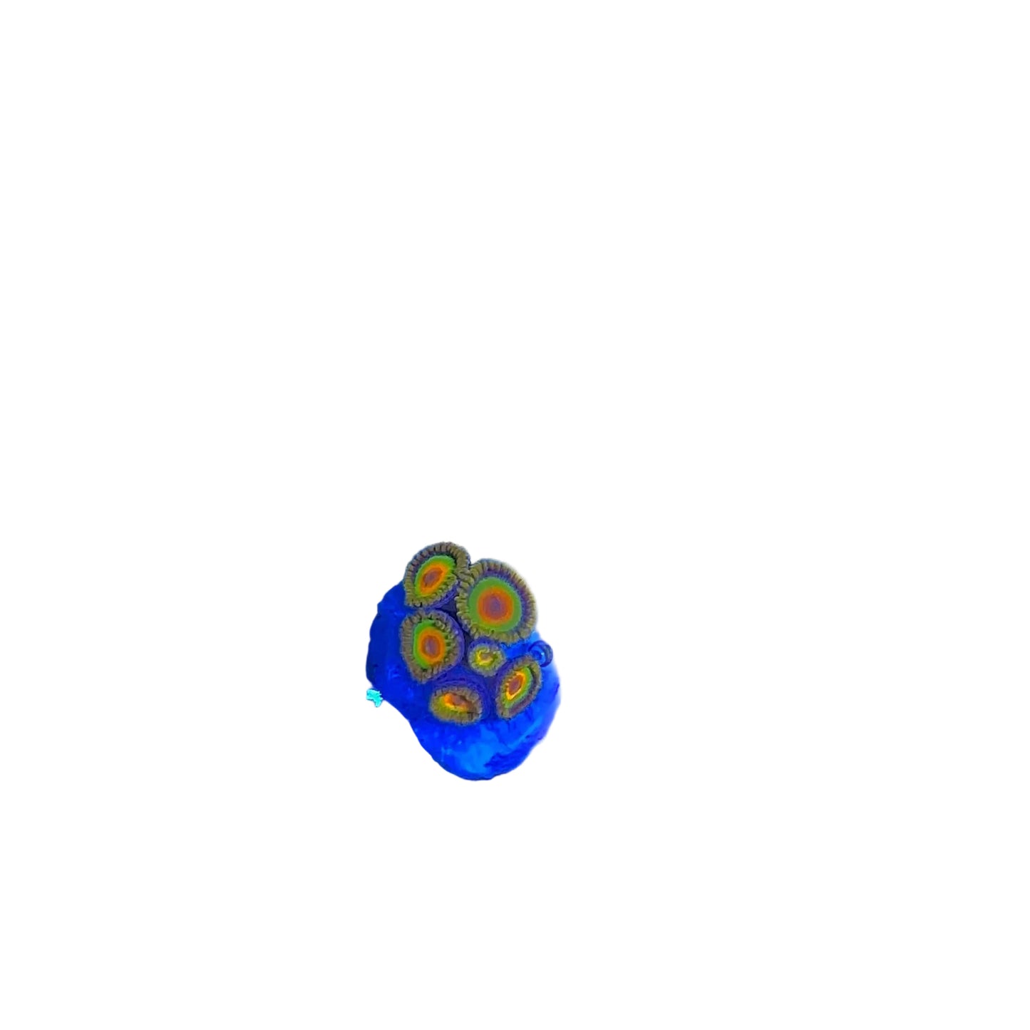 Zoa  Frag