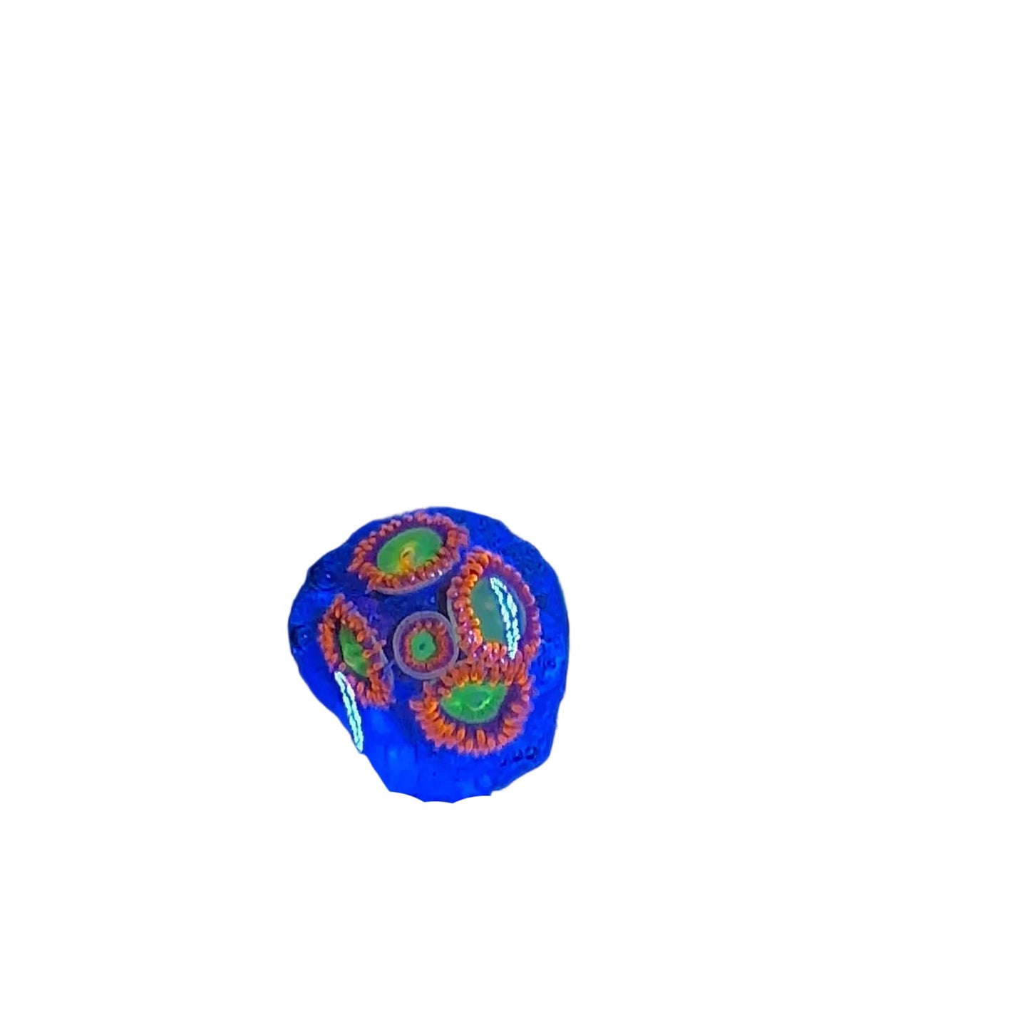Zoa  Frag