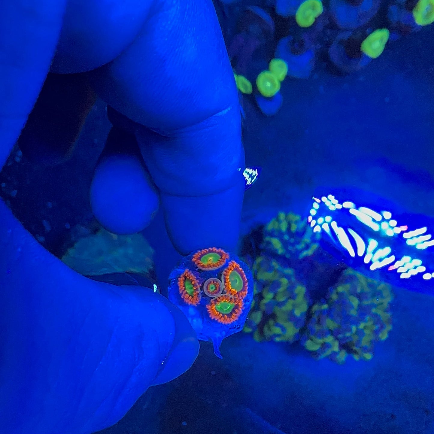 Zoa  Frag