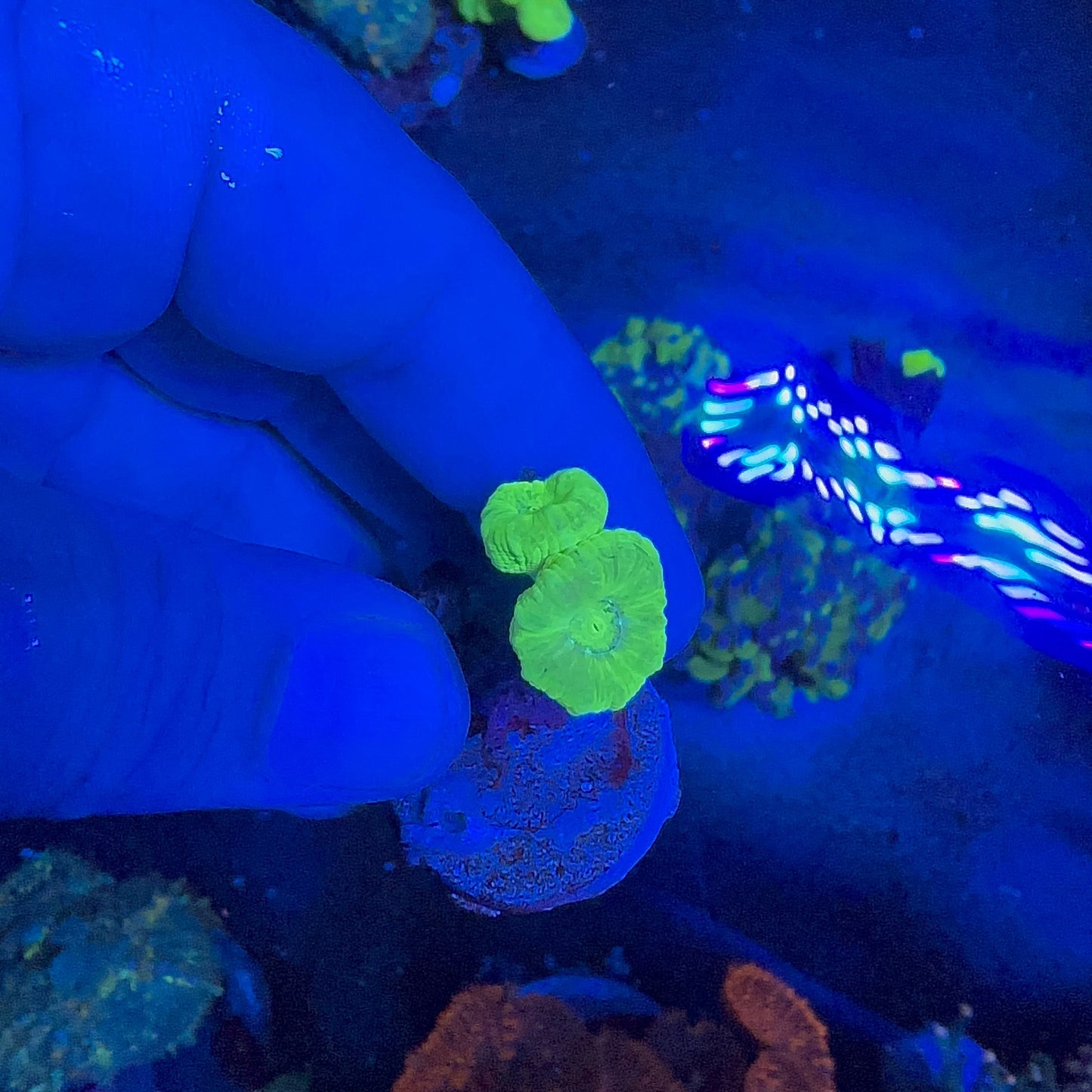 Candy Cane Frag / Kafa