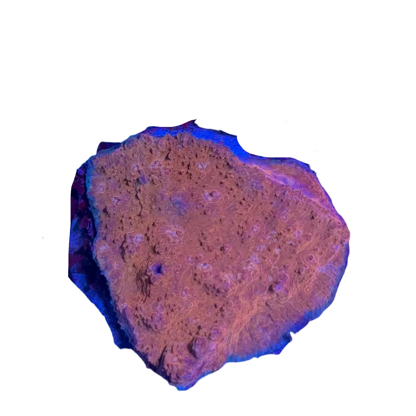 Chalice Gold Grade B