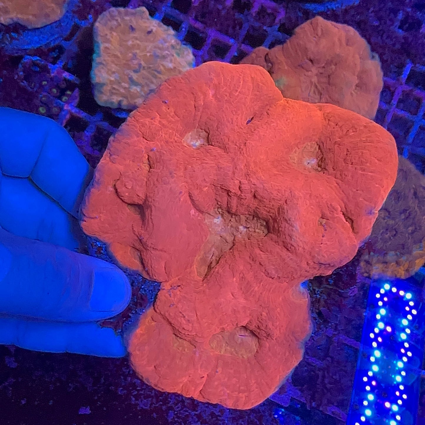 Australomussa  Metalic Red