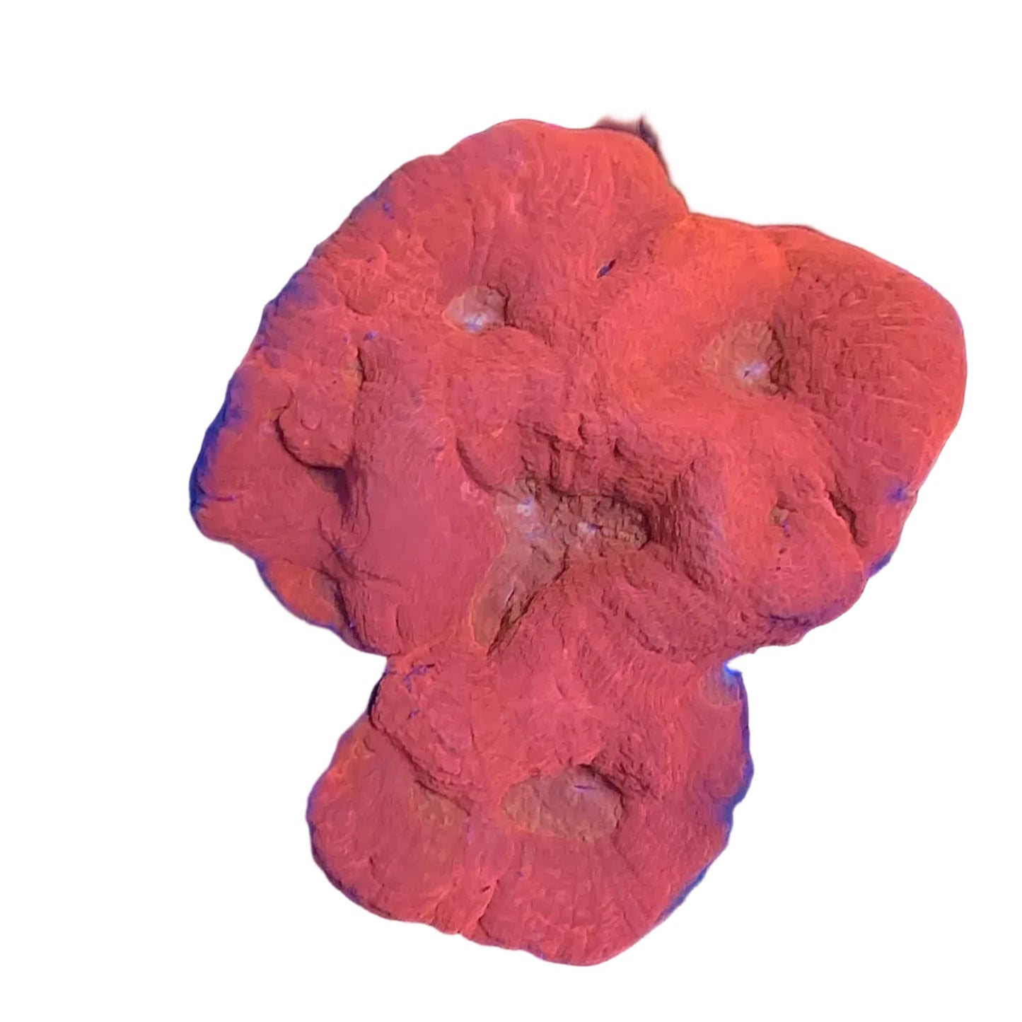 Australomussa  Metalic Red