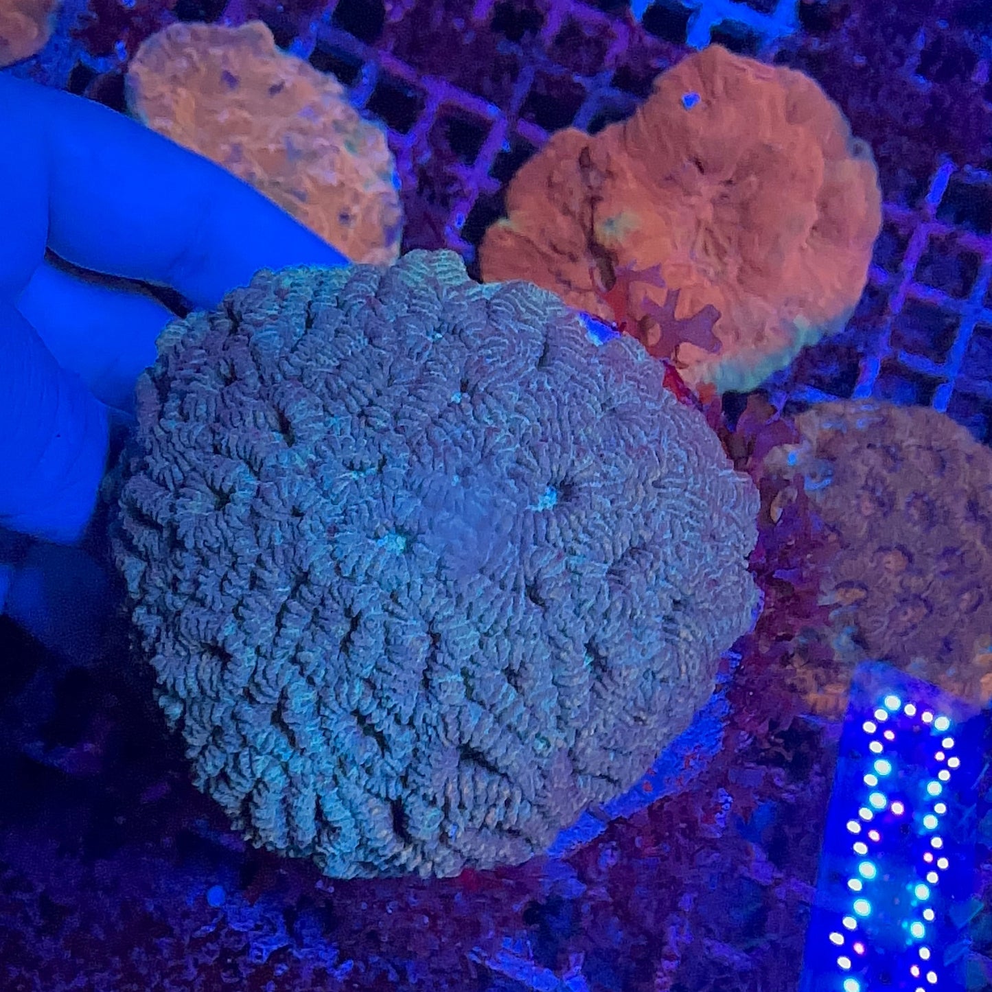 Favia Random Color