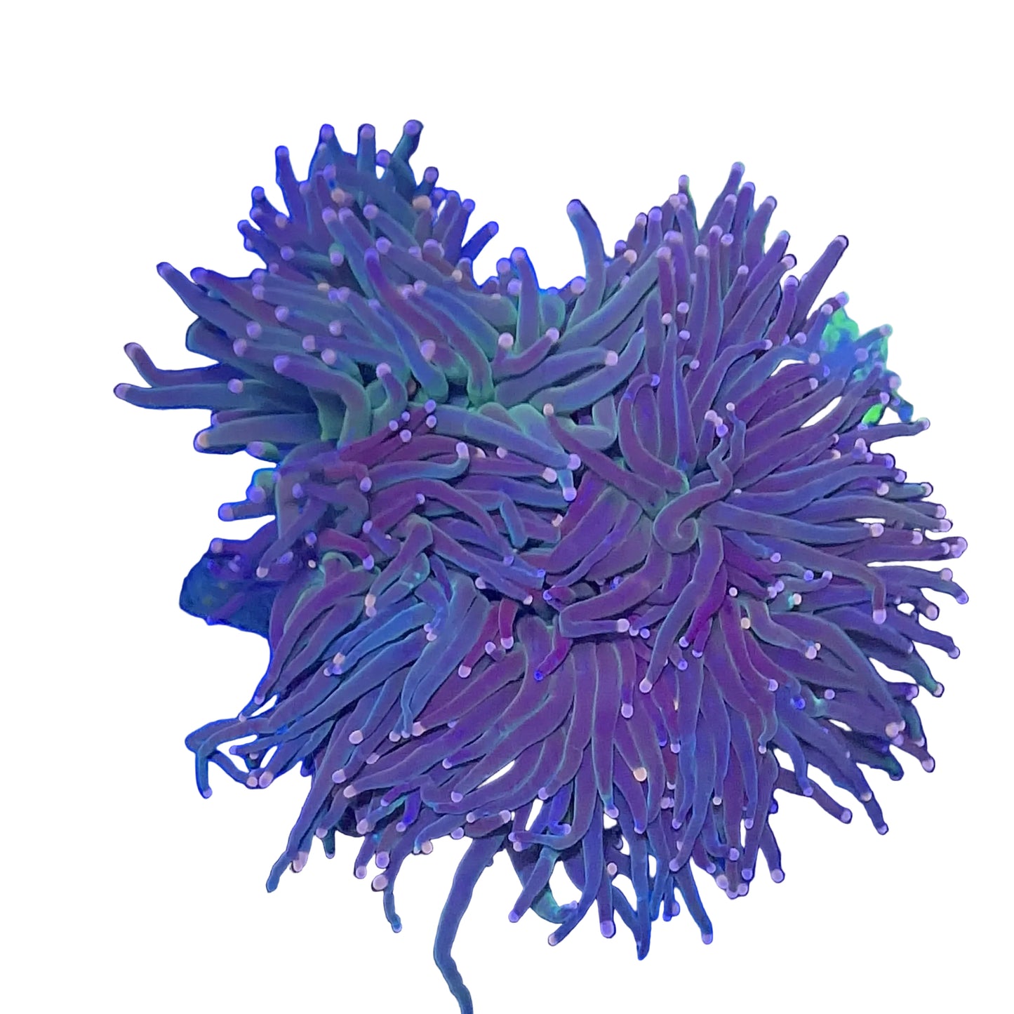 Mix Torch Coral
