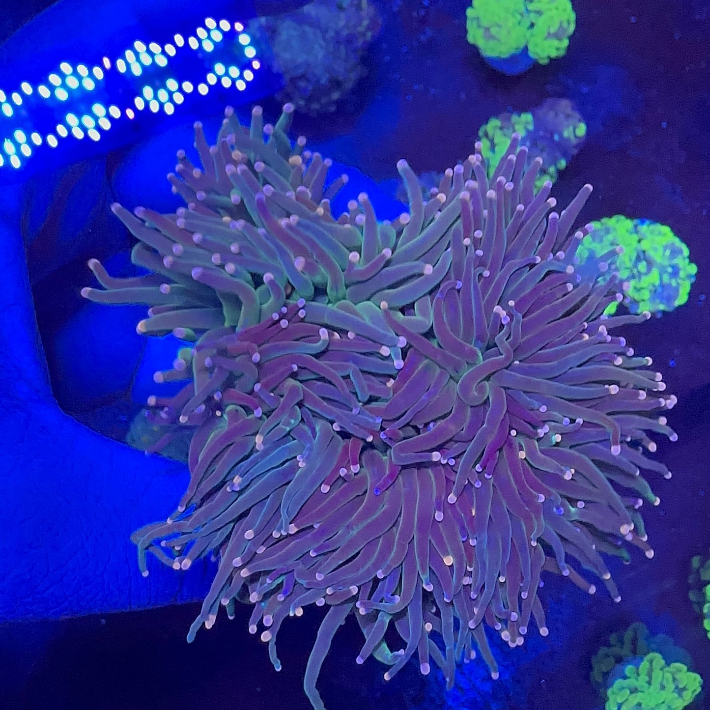 Mix Torch Coral
