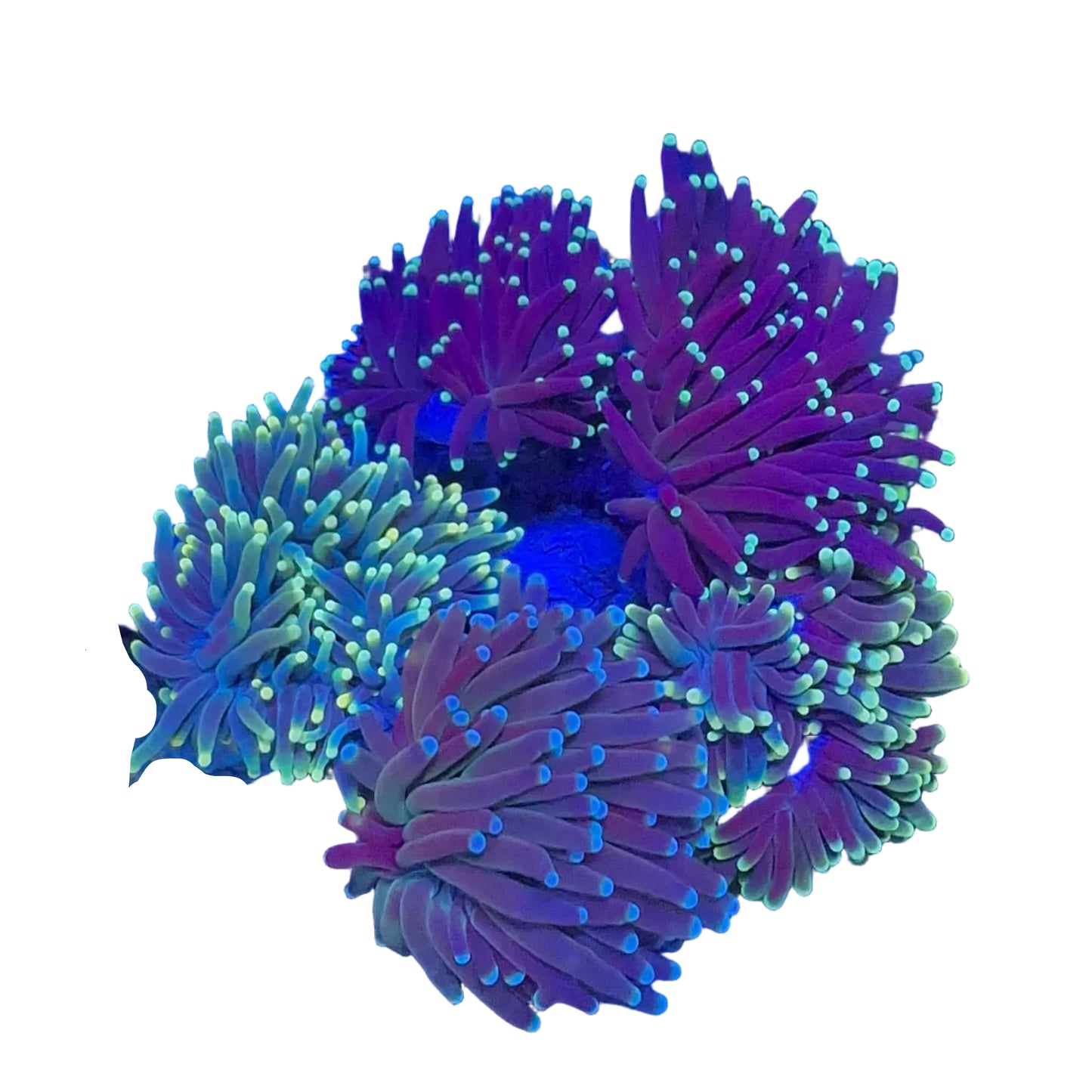 Mix Torch Coral