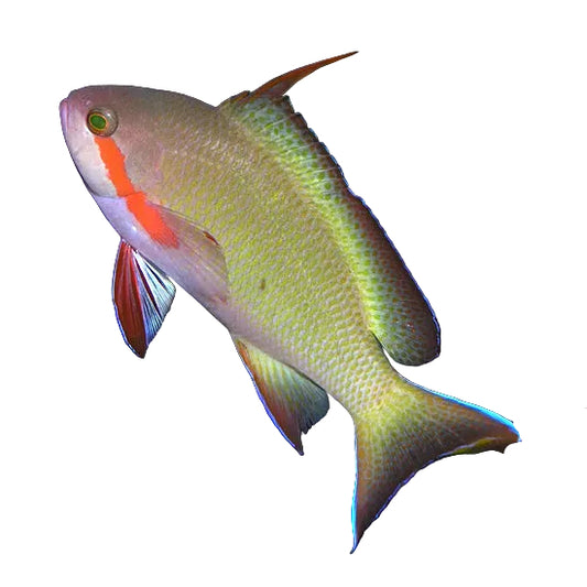 Threadfin Anthias