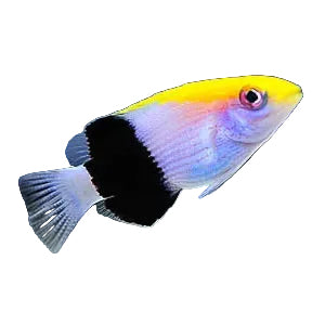 Saddleback Hogfish JUV