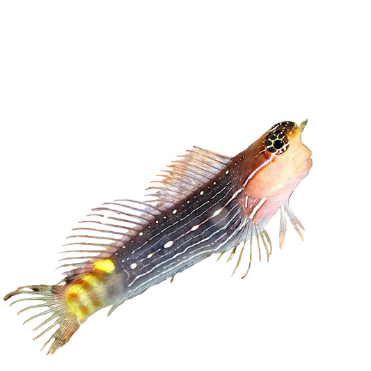 Pictus Blenny