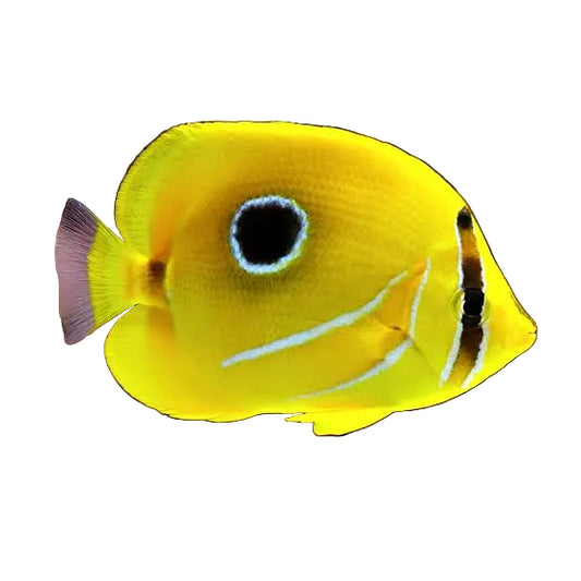 Bennetti Butterflyfish