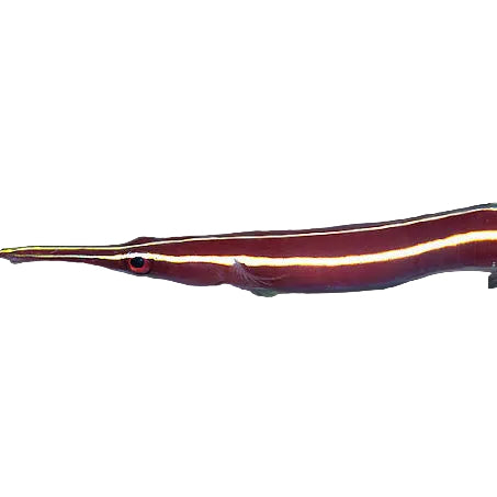 Urchin Clingfish