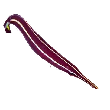 Urchin Clingfish