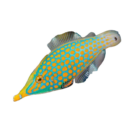 Harlequin Filefish