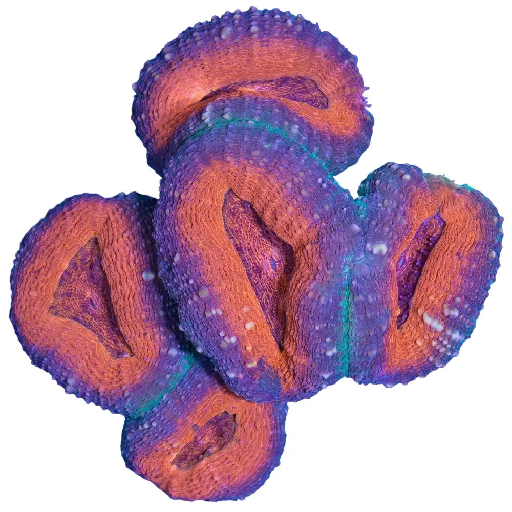 Lobophyllia
