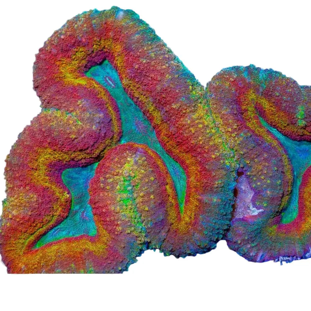Lobophyllia - PREMİUM