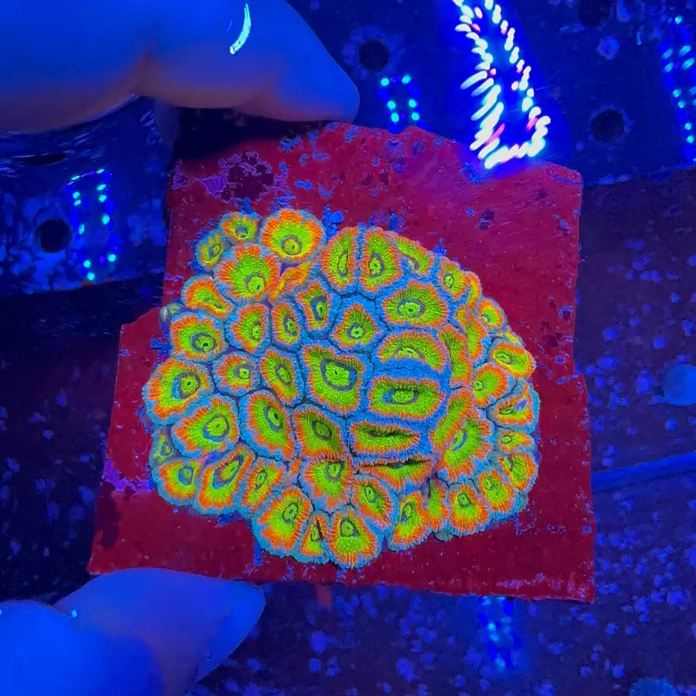 Micromussa Holy Grail A GRADE