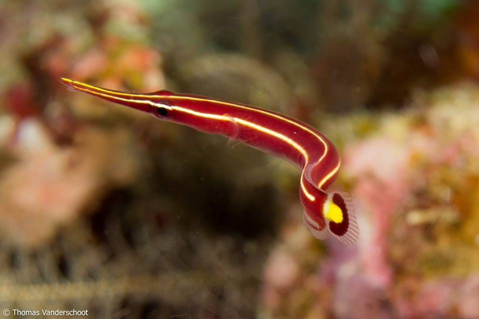 Urchin Clingfish