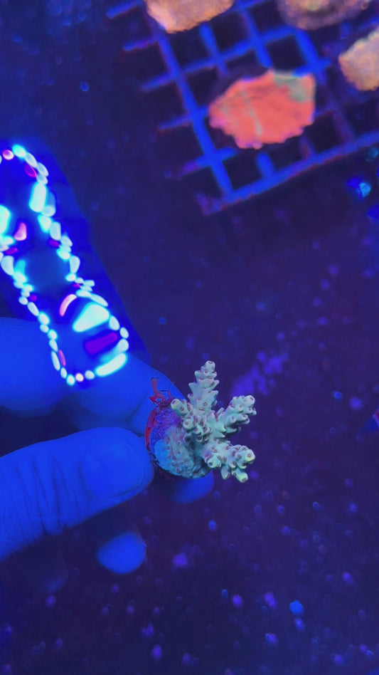 Acrapora Sp. Frag