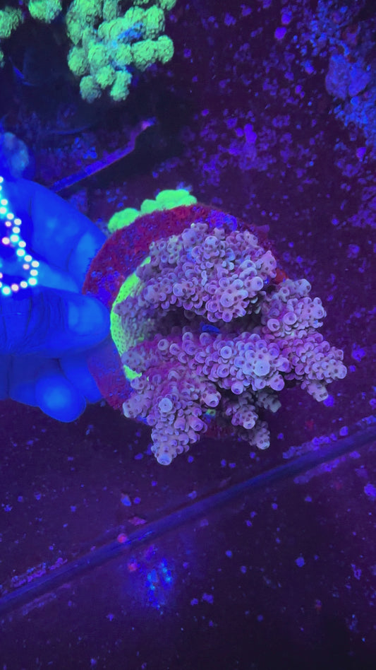 Acropora spp.
